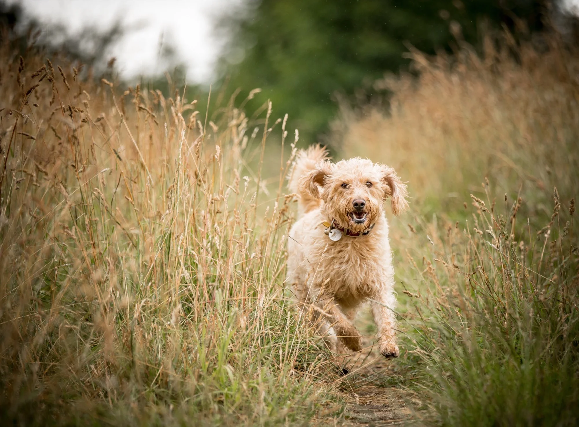 Golden Cockapoo bounding through tall meadow grass