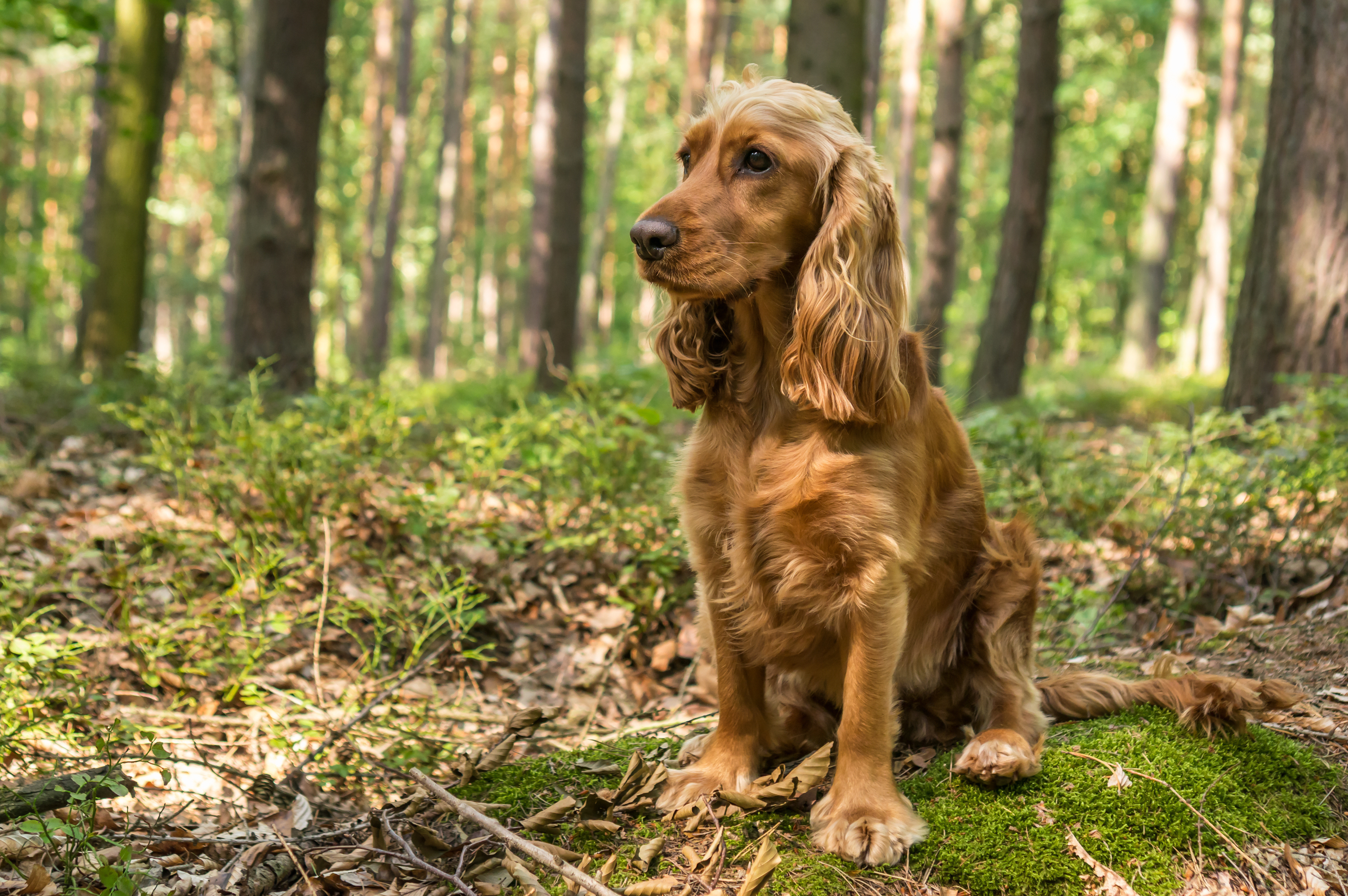 Golden working cocker spaniel sitting alert in woodland