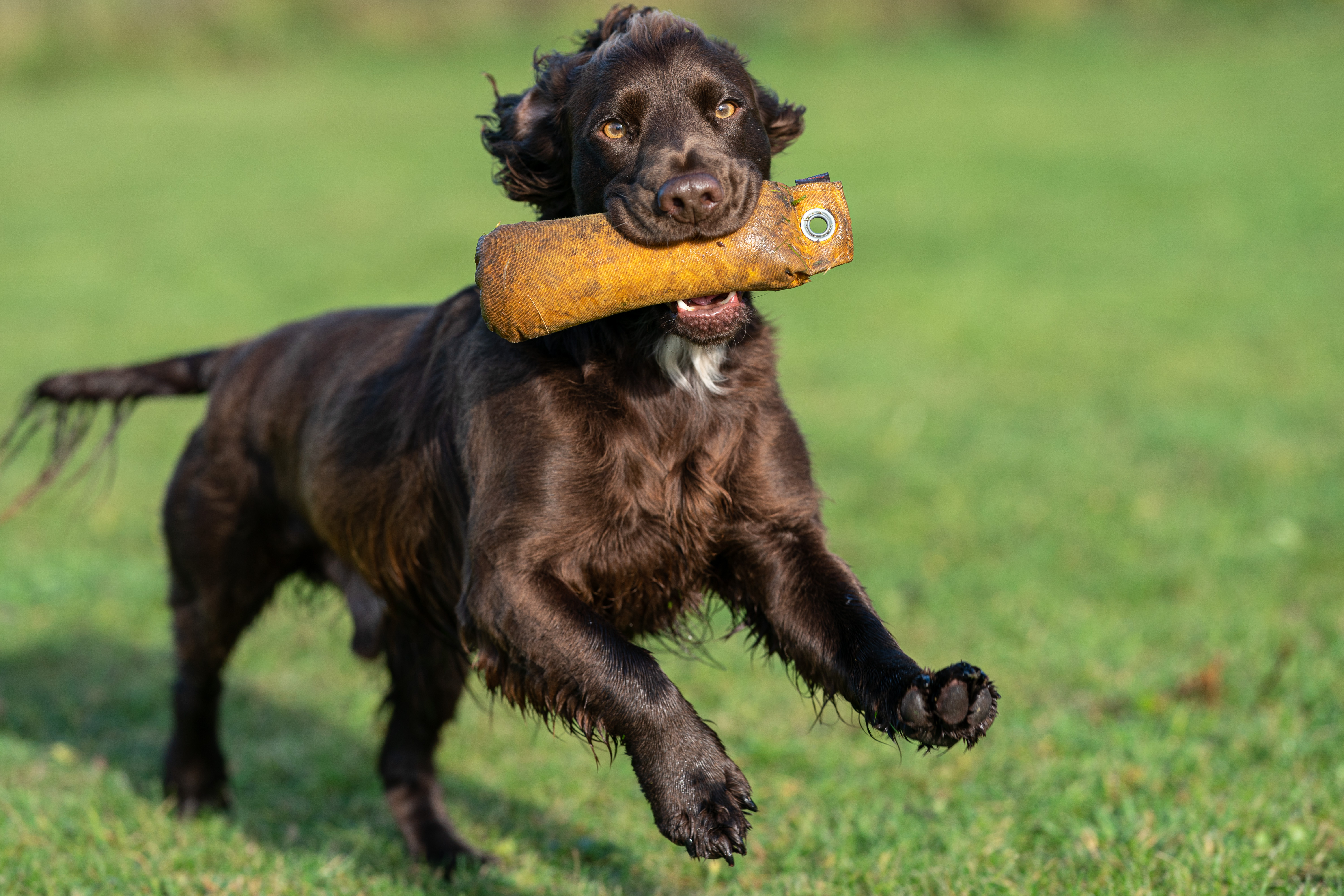 Chocolate spaniel mid-stride carrying a training dummy