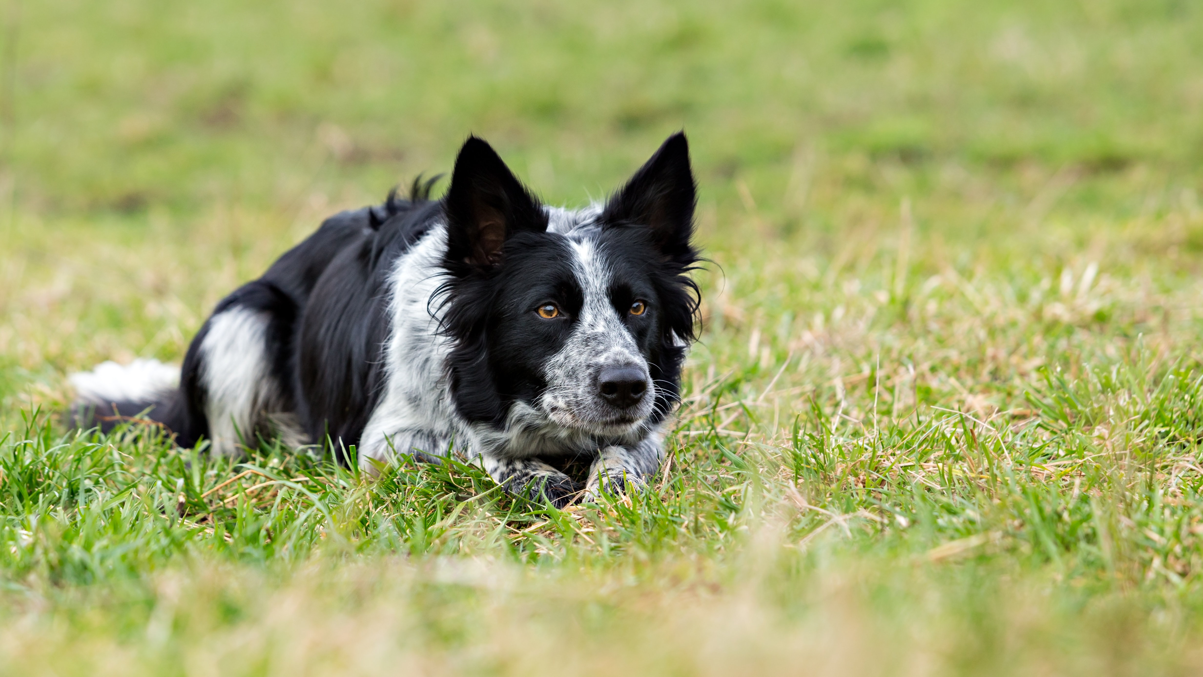Border Collie in intense herding crouch