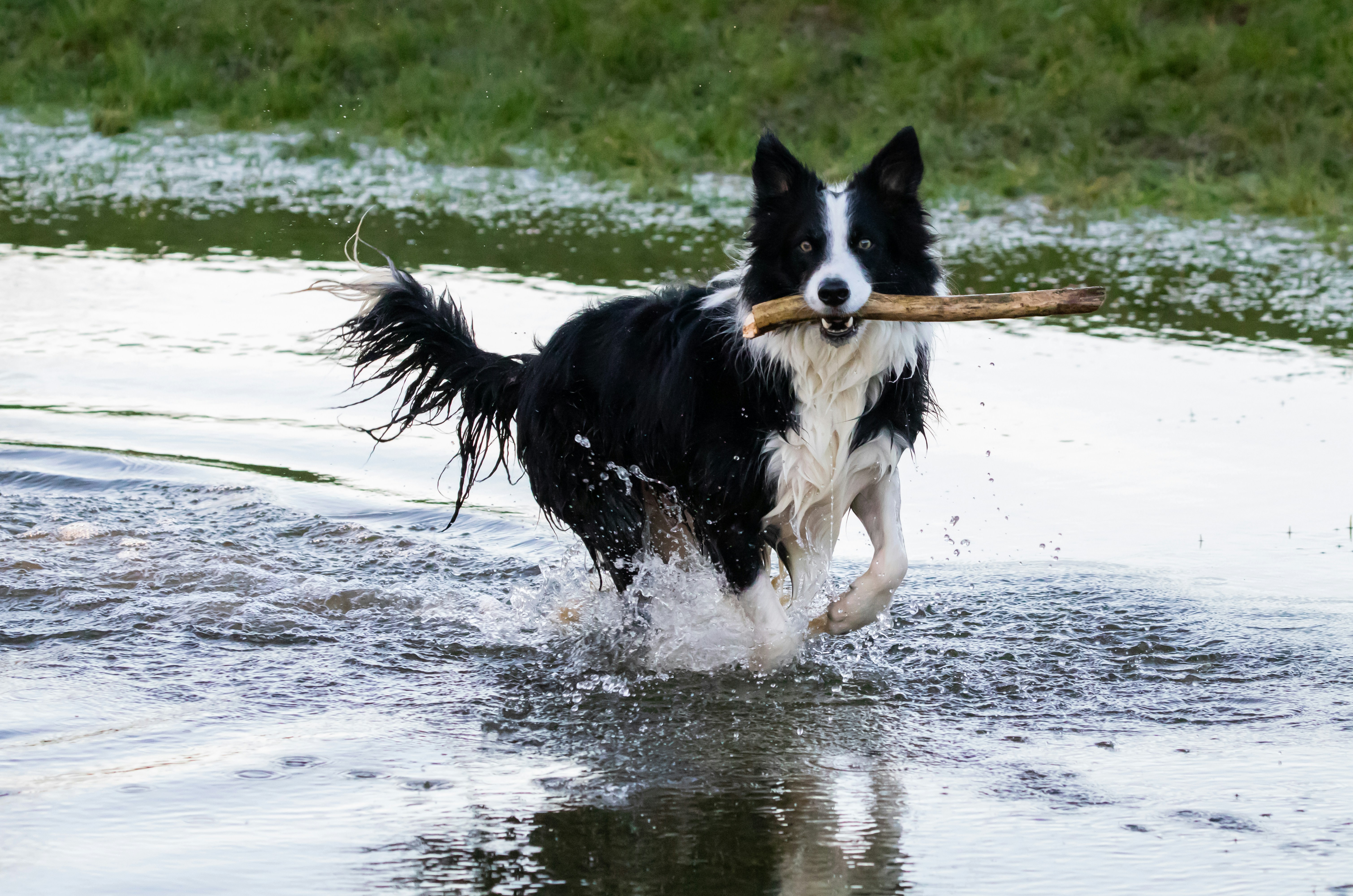 Border Collie