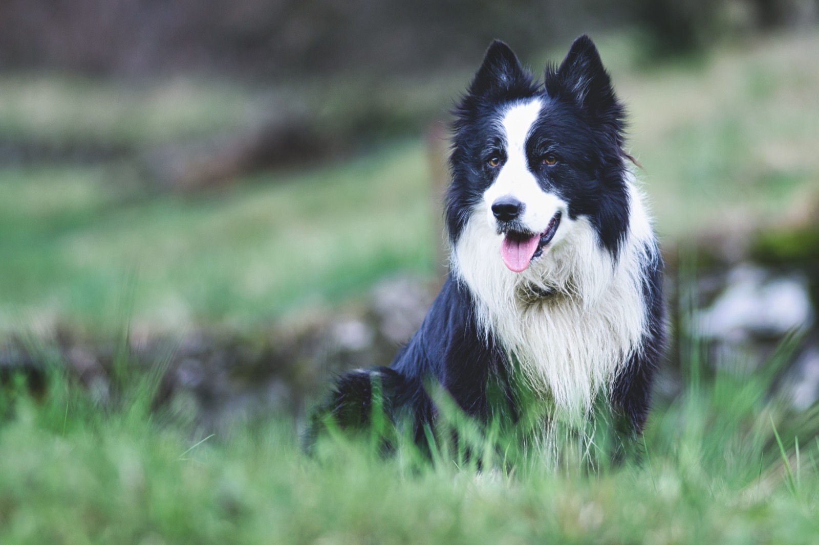 Border Collie sitting in grass