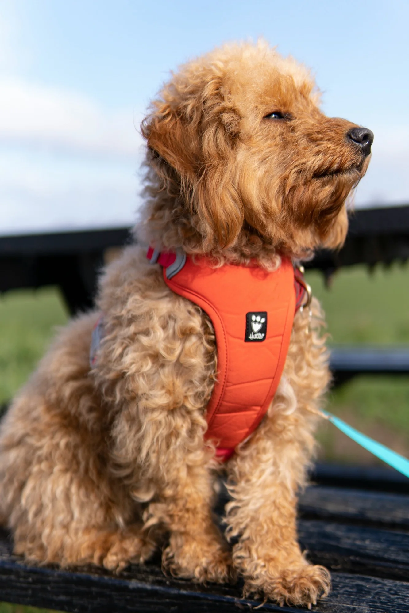 Cockapoo