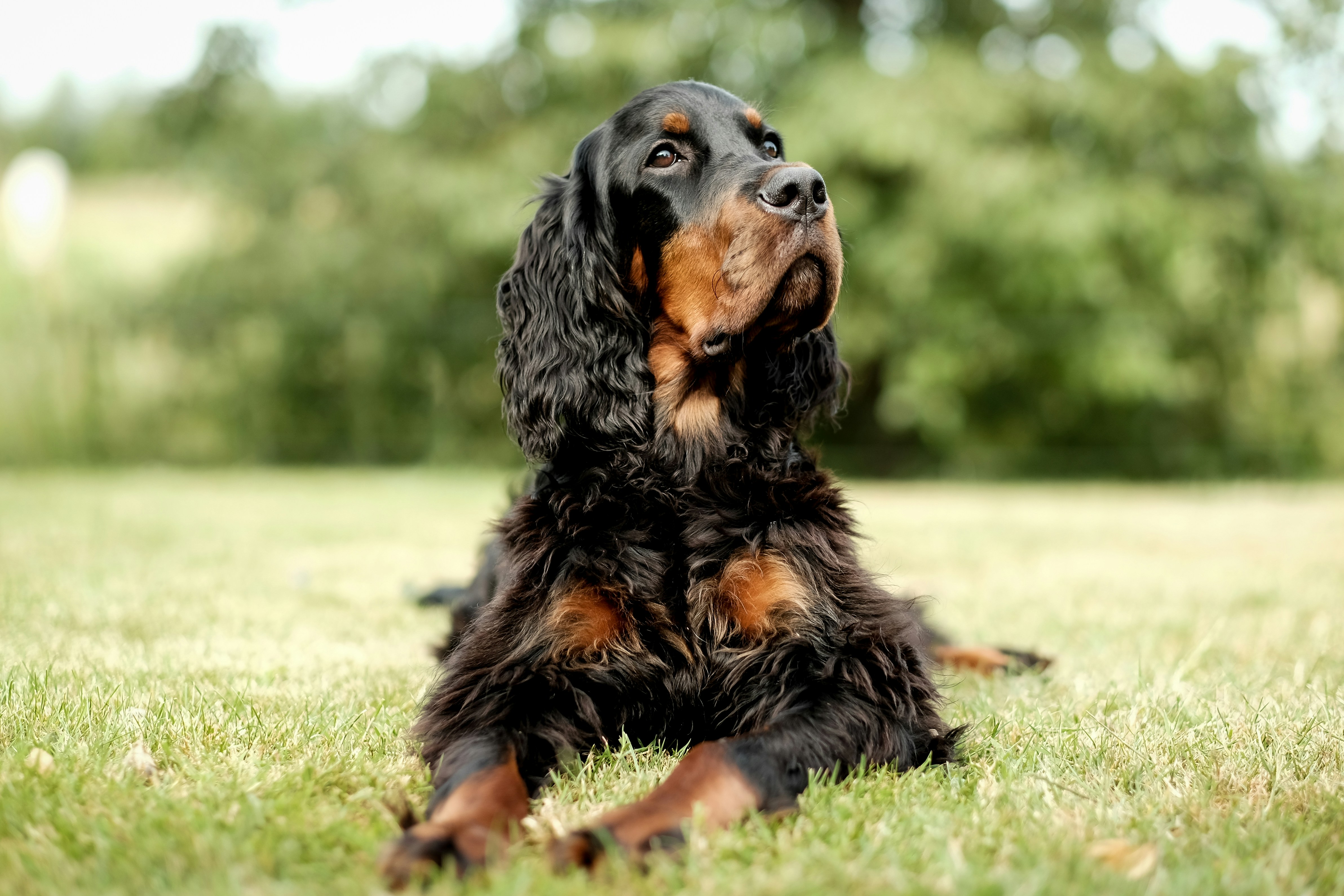 Cocker Spaniel