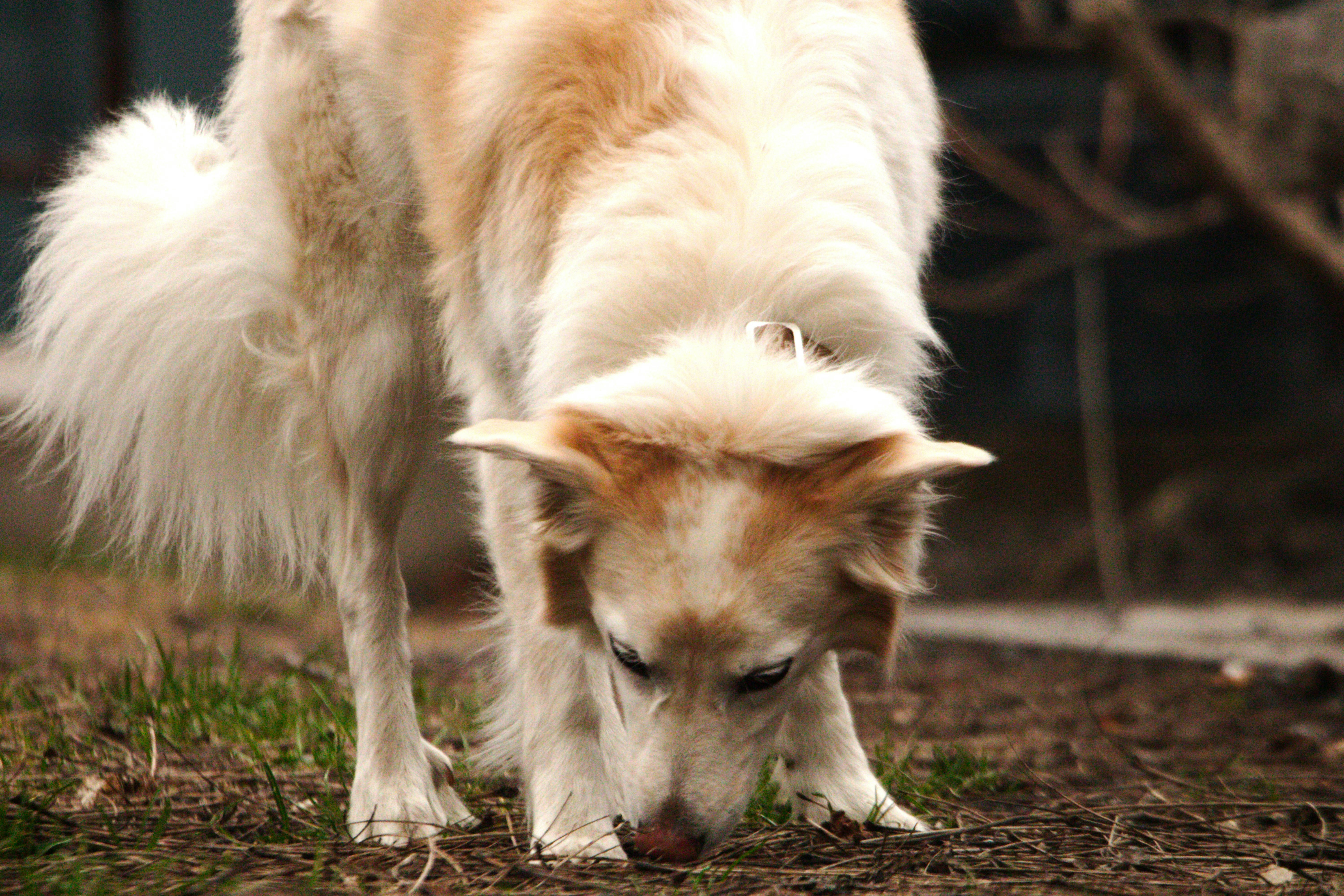 Dog with nose down, scenting through grass