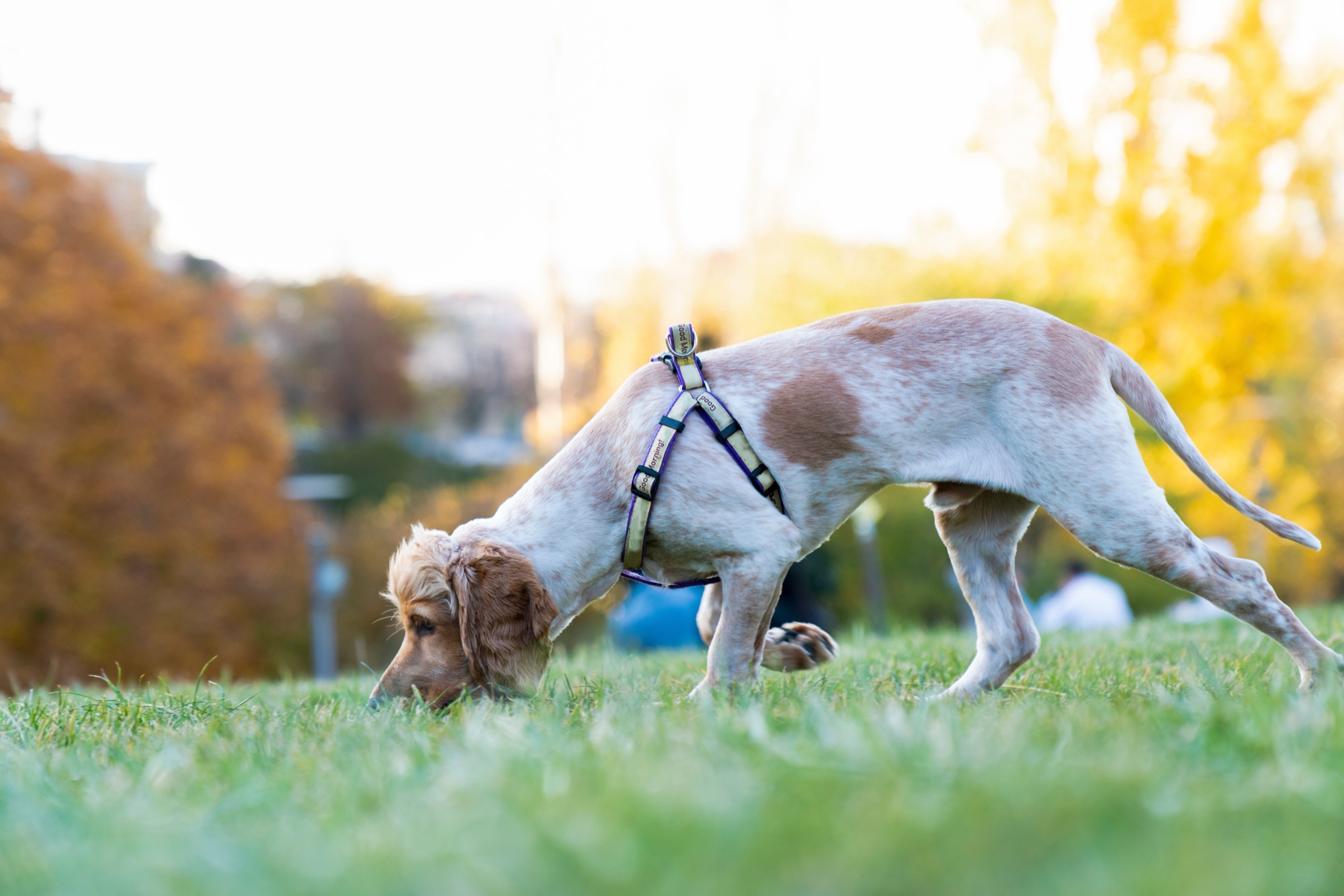 Spaniel with nose deep in the grass, sniffing intently