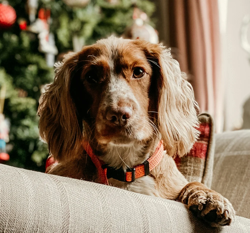 Dolly the working cocker spaniel