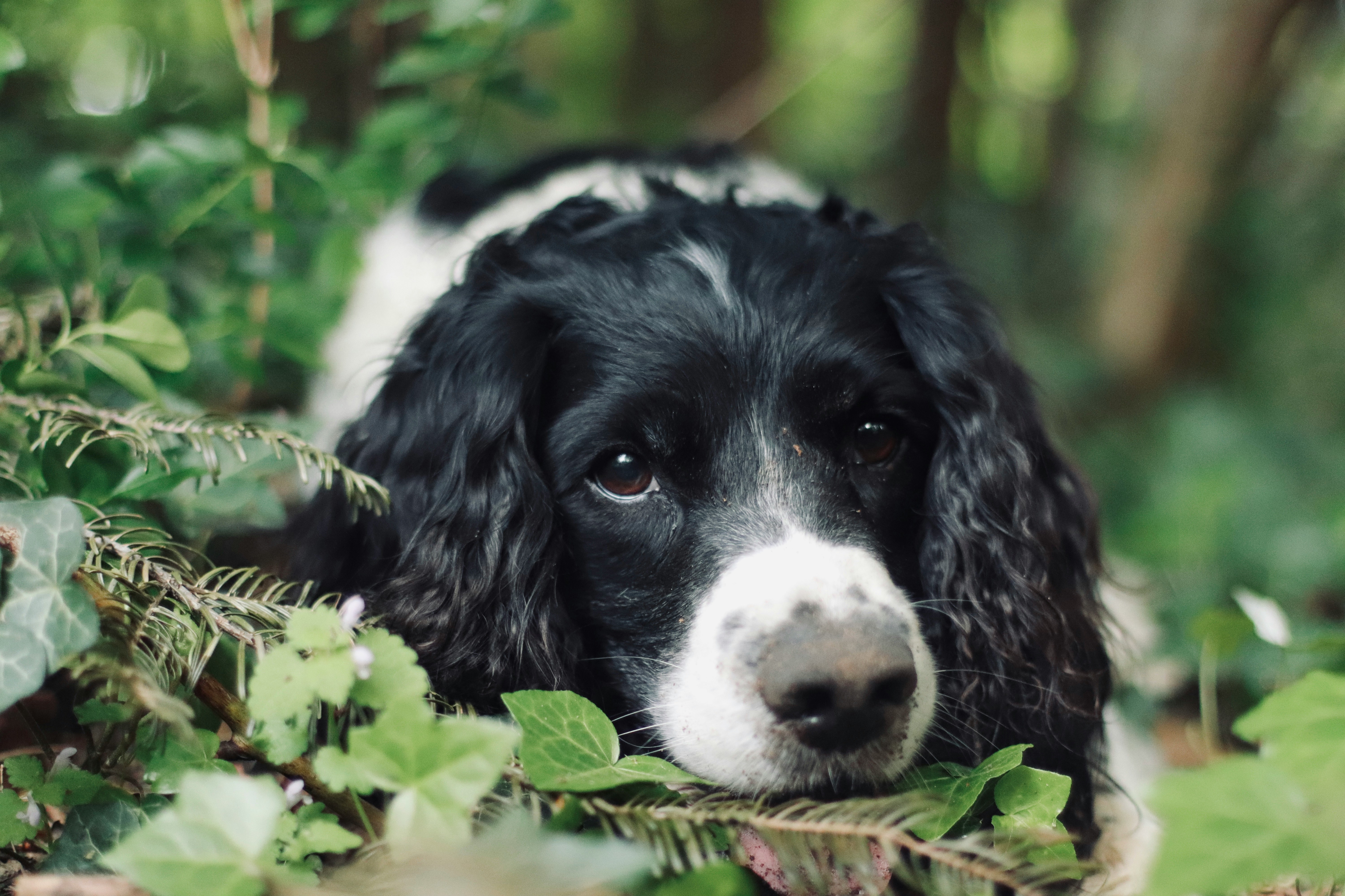 English Springer Spaniel