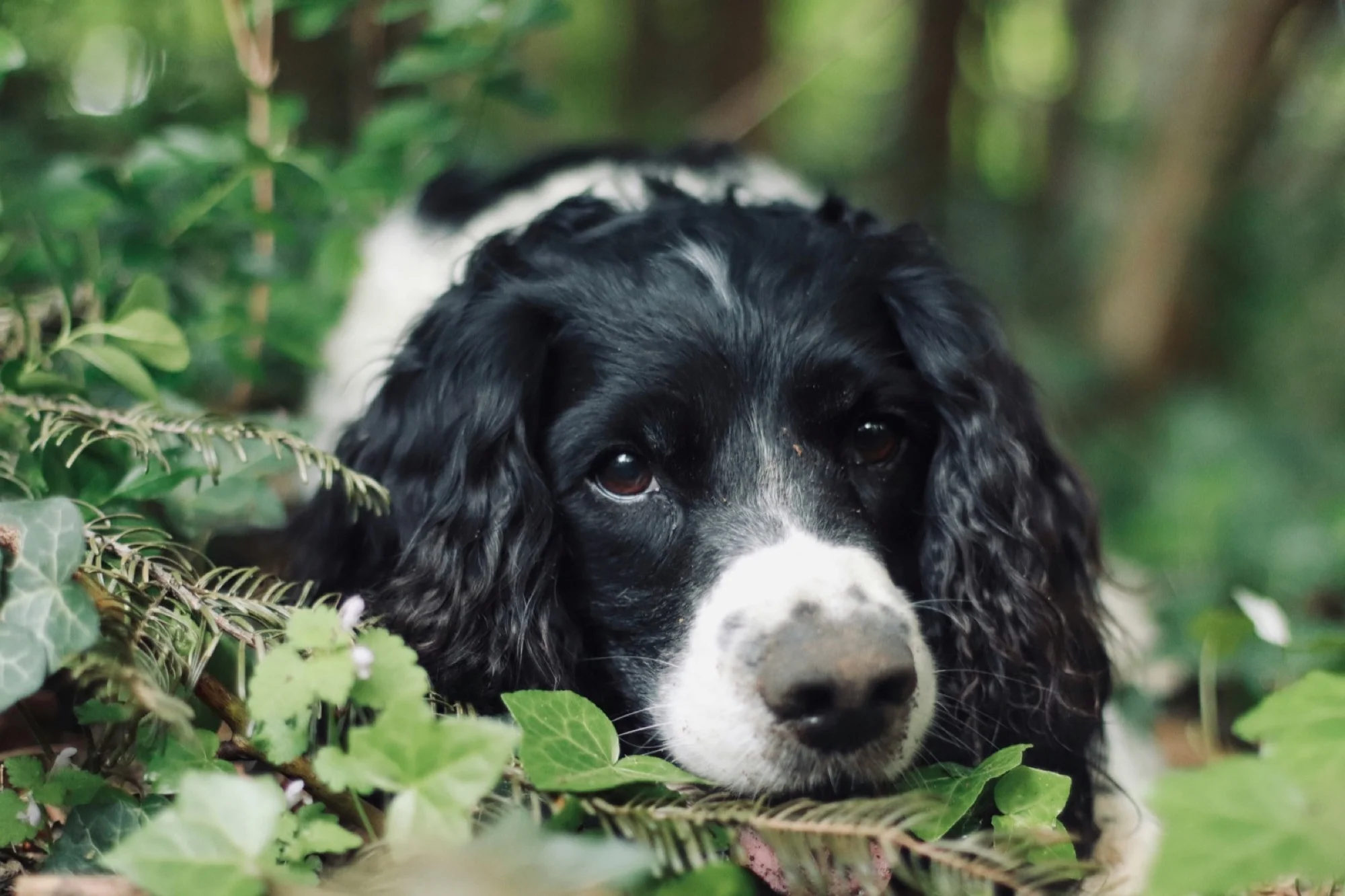 English Springer Spaniel