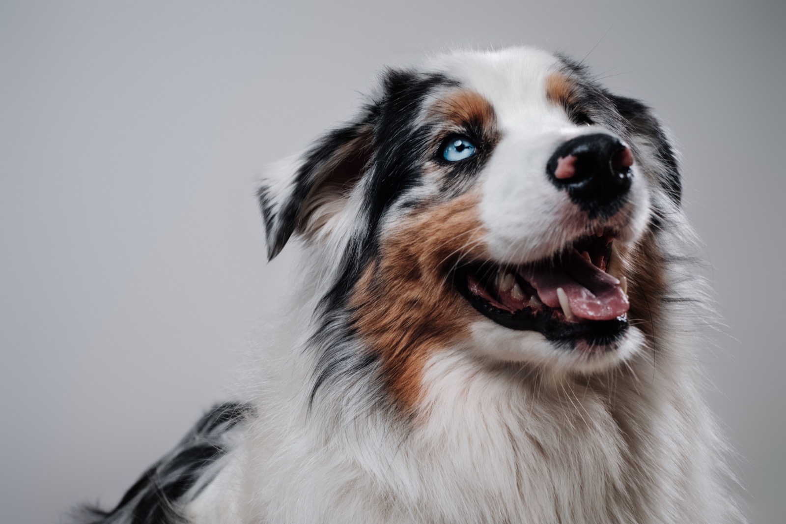 Australian Shepherd with blue eyes looking up attentively