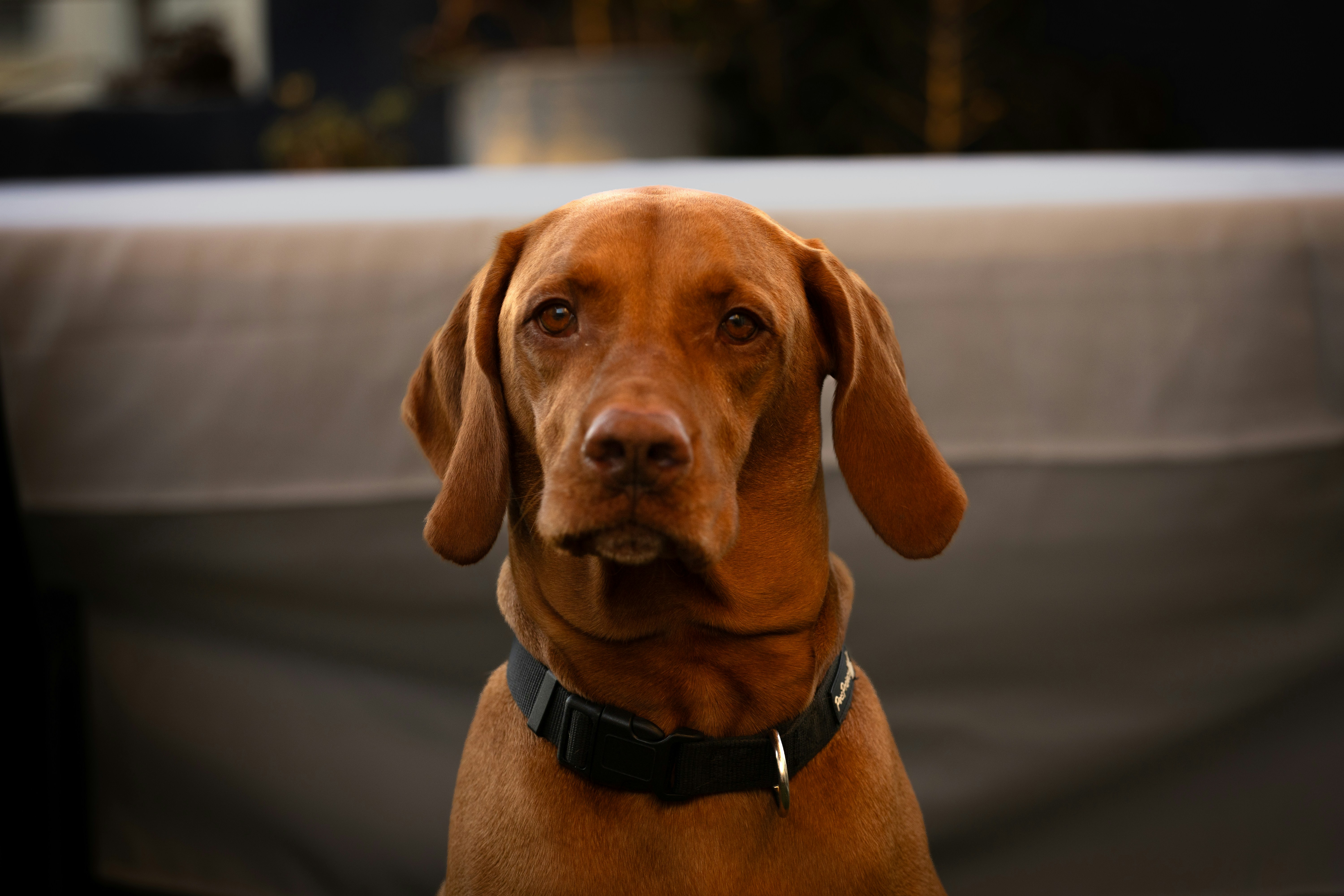 Hungarian Vizsla