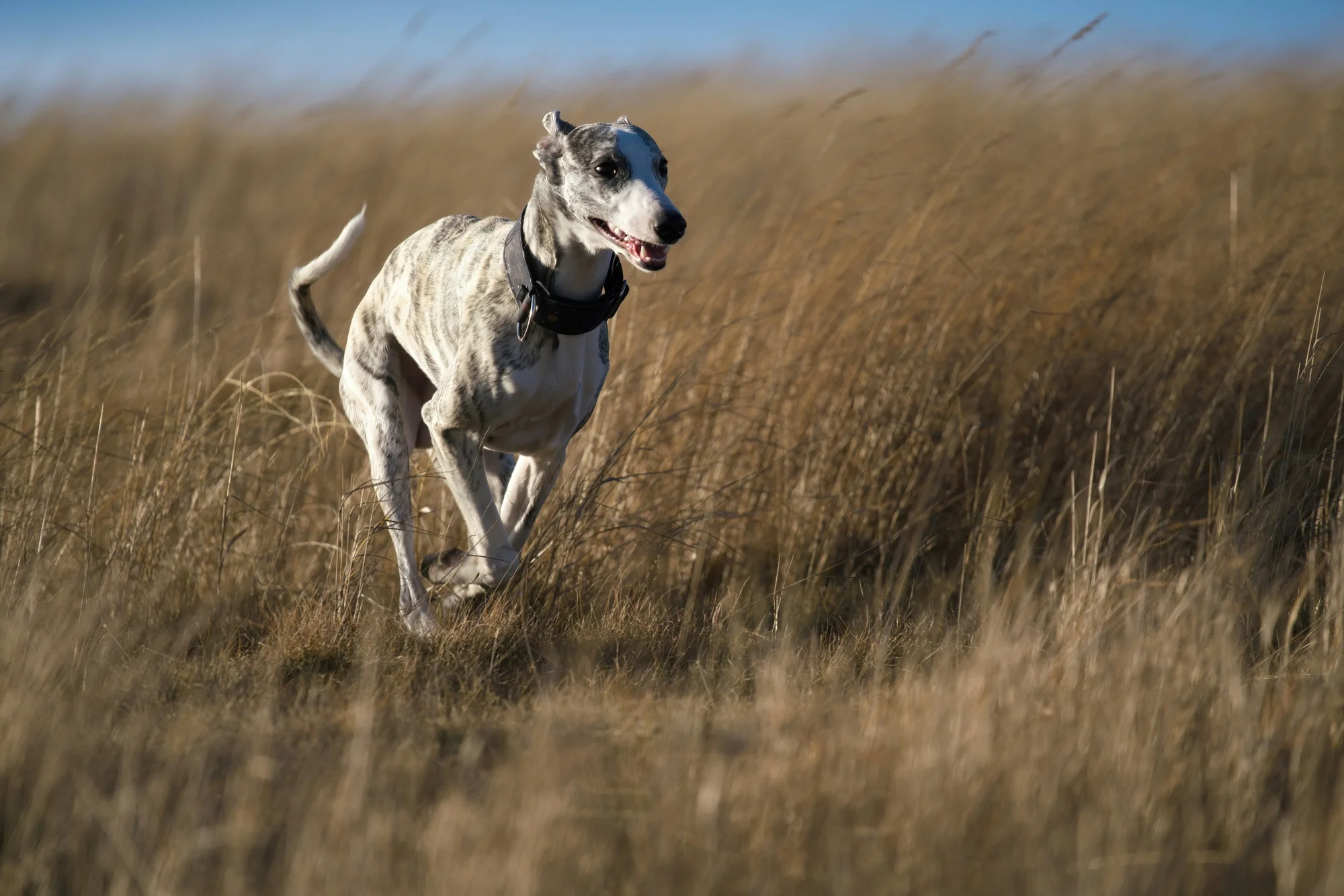 Dog mid-chase