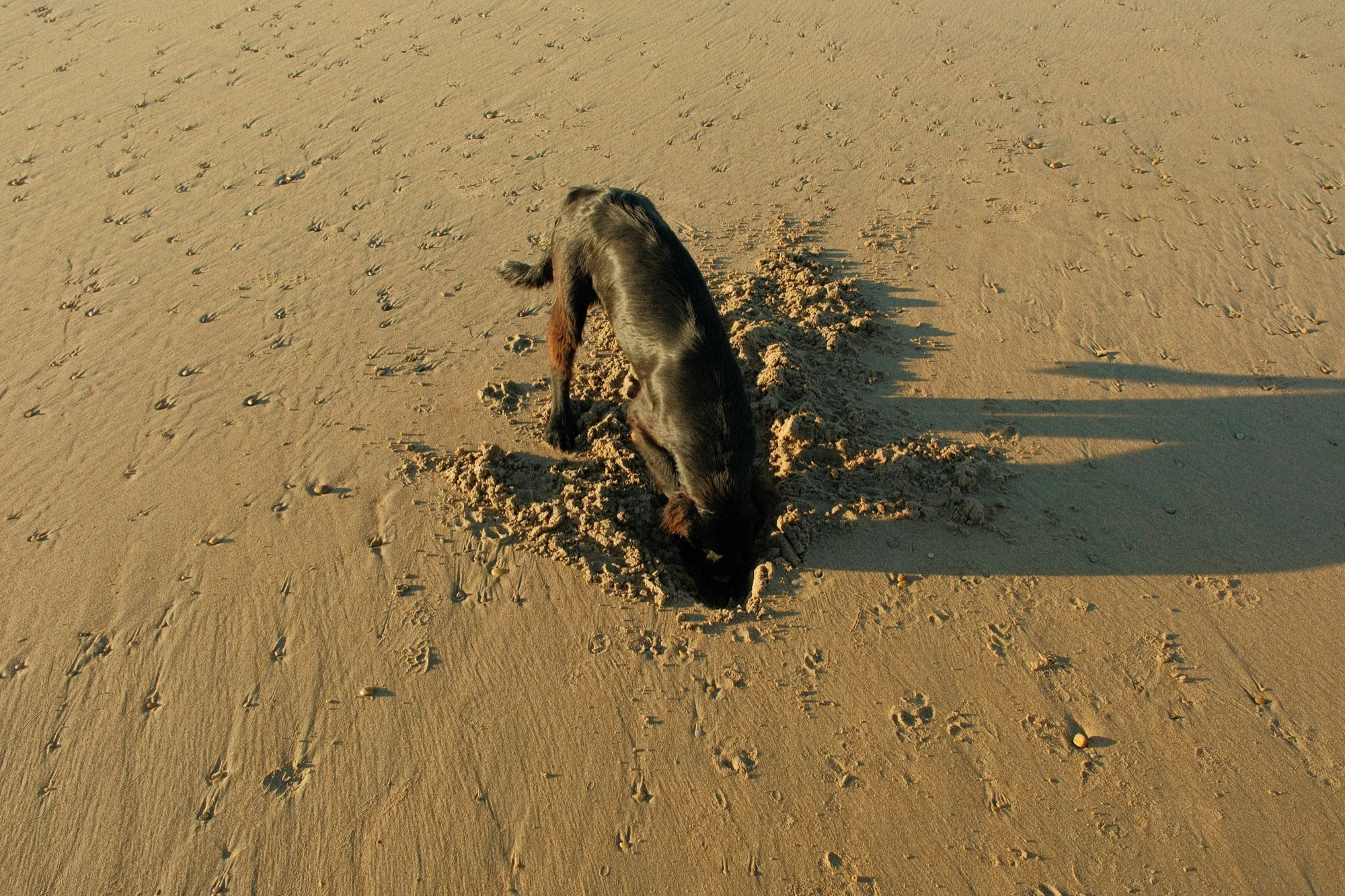 Dog digging