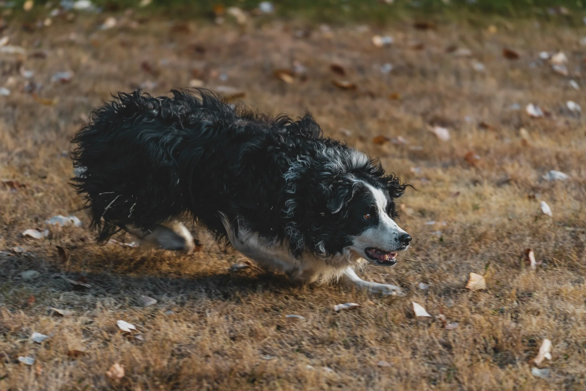 Herding dog at work