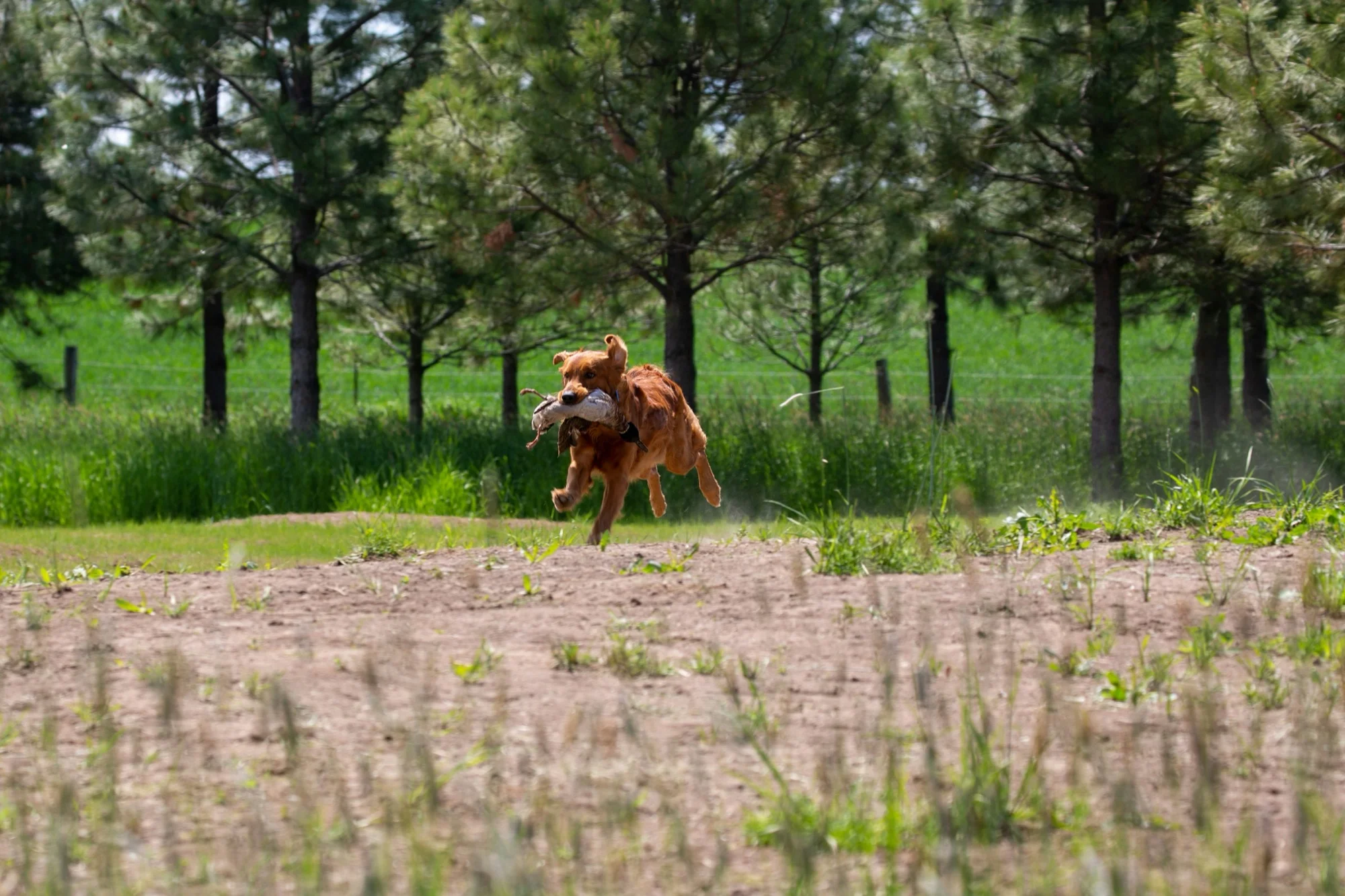 Dog retrieving