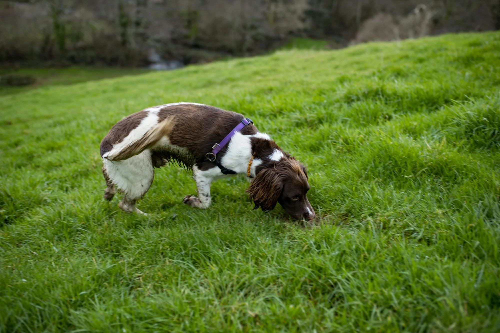Dog tracking scent
