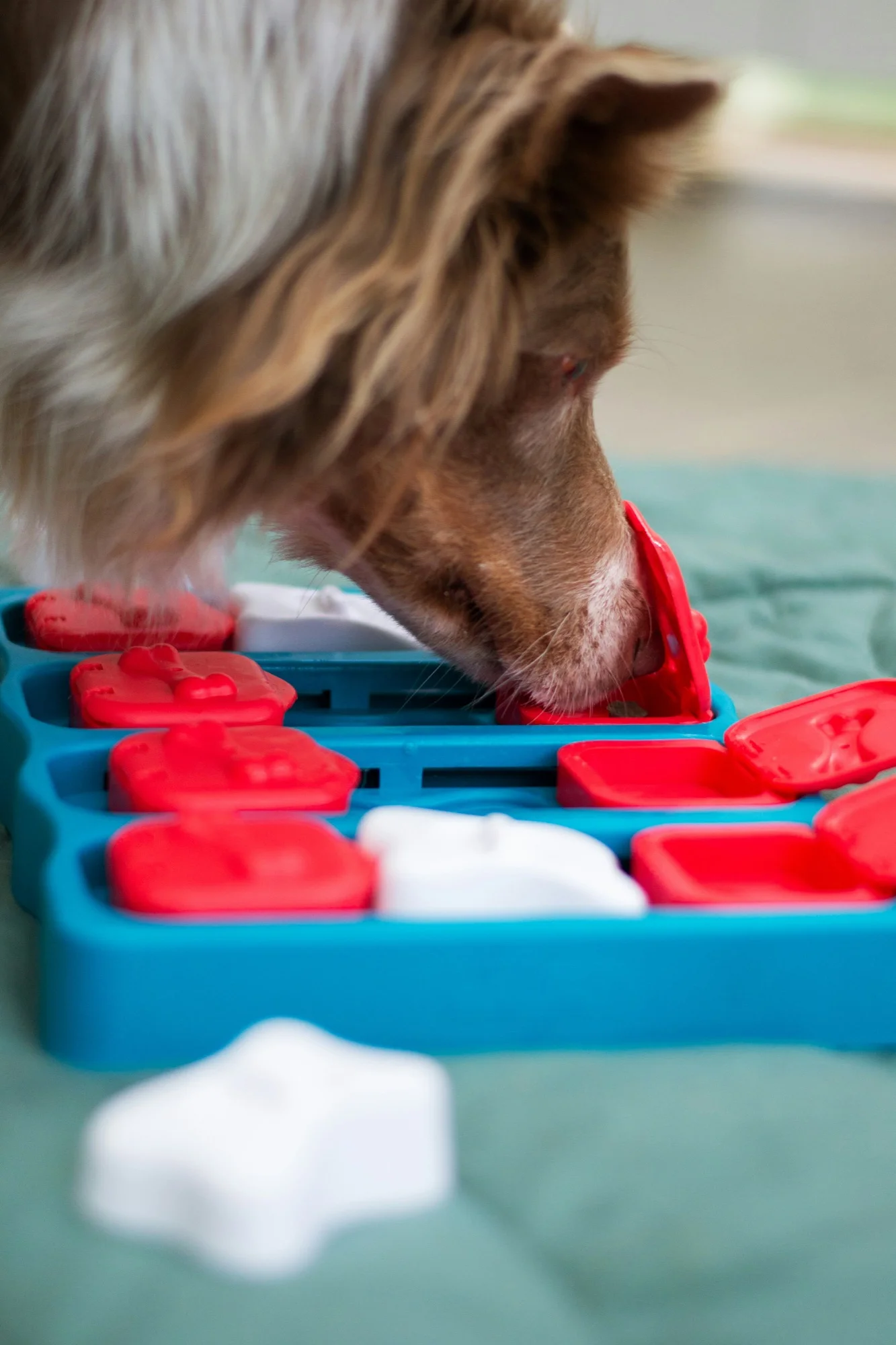 Dog solving puzzle