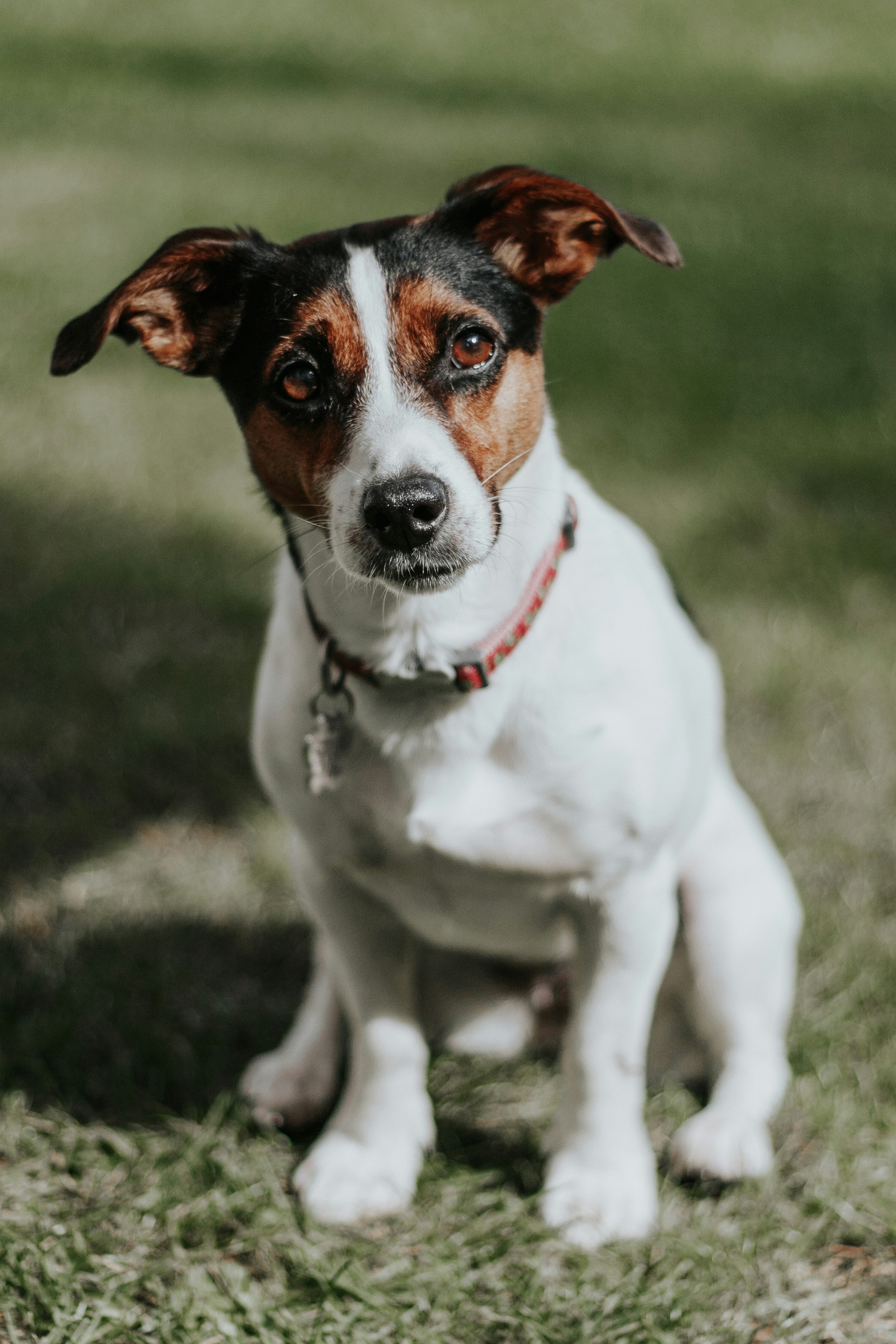 Jack Russell Terrier
