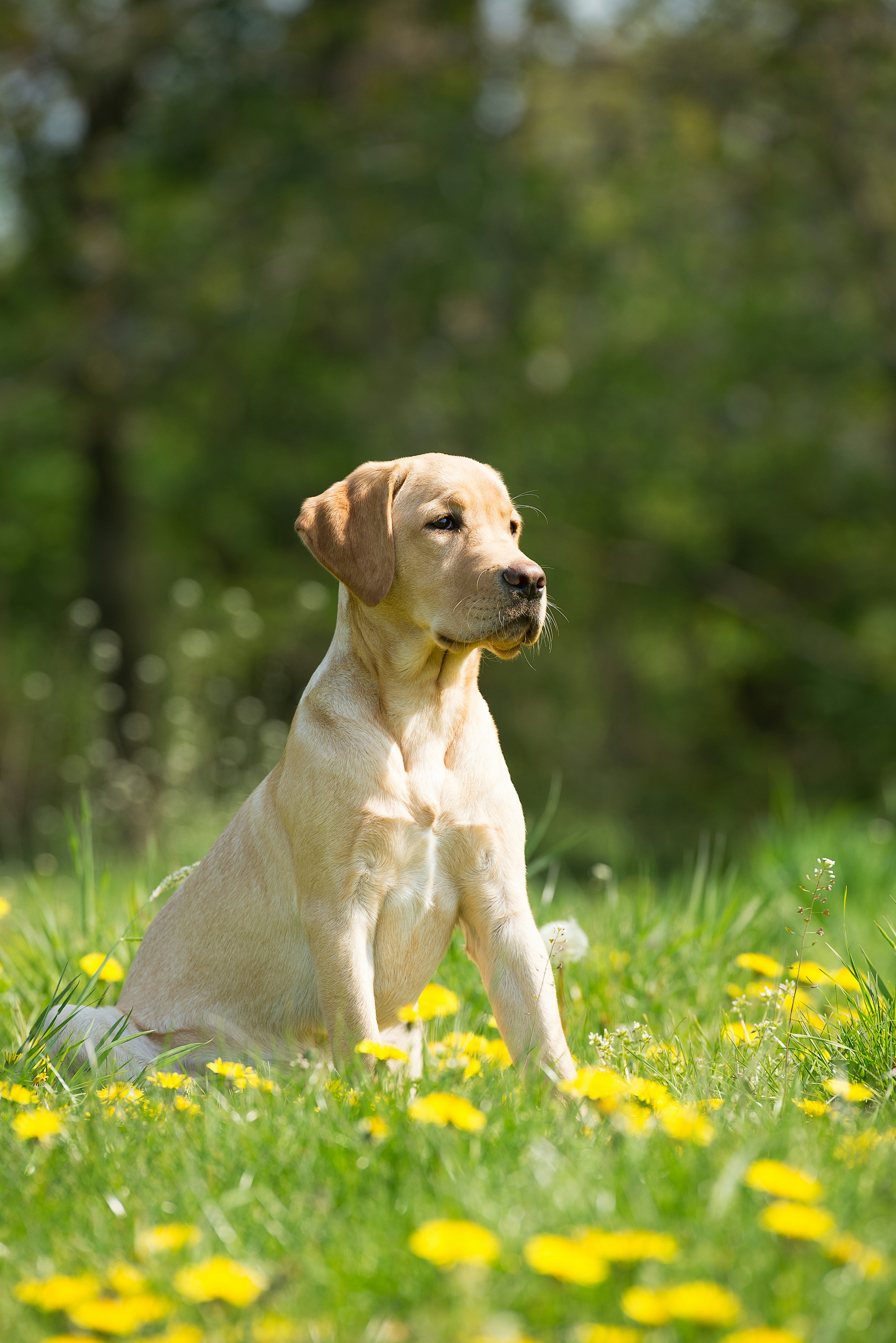 Labrador Retriever