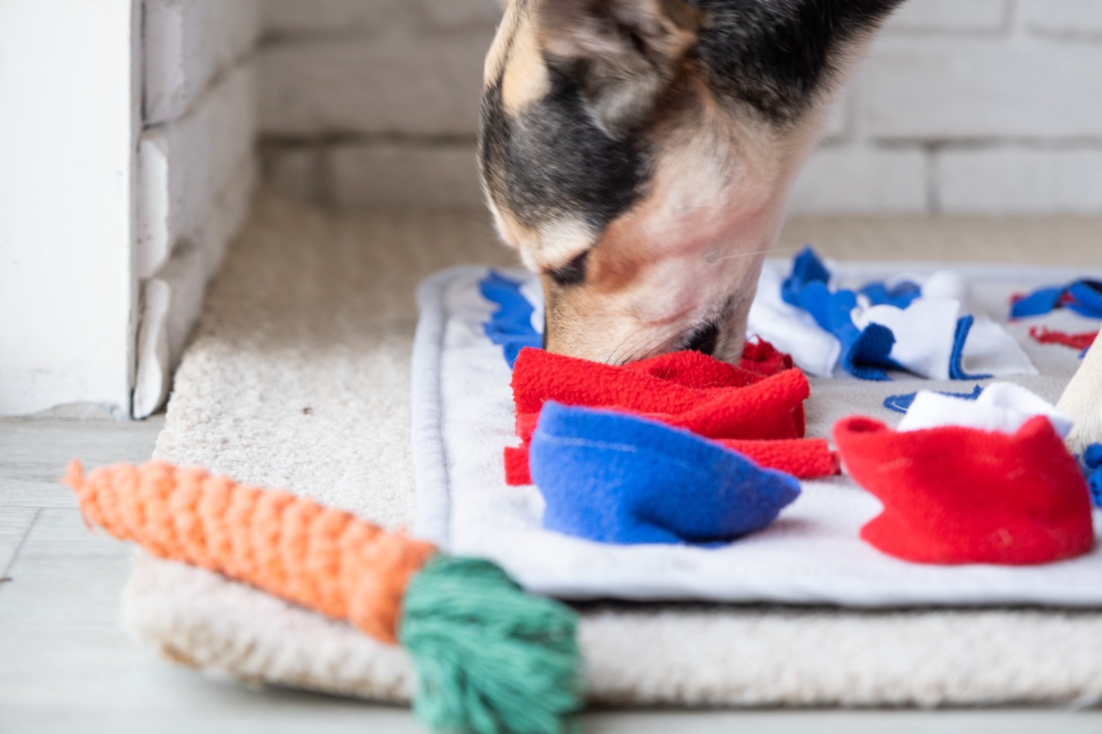 Dog working a snuffle mat puzzle