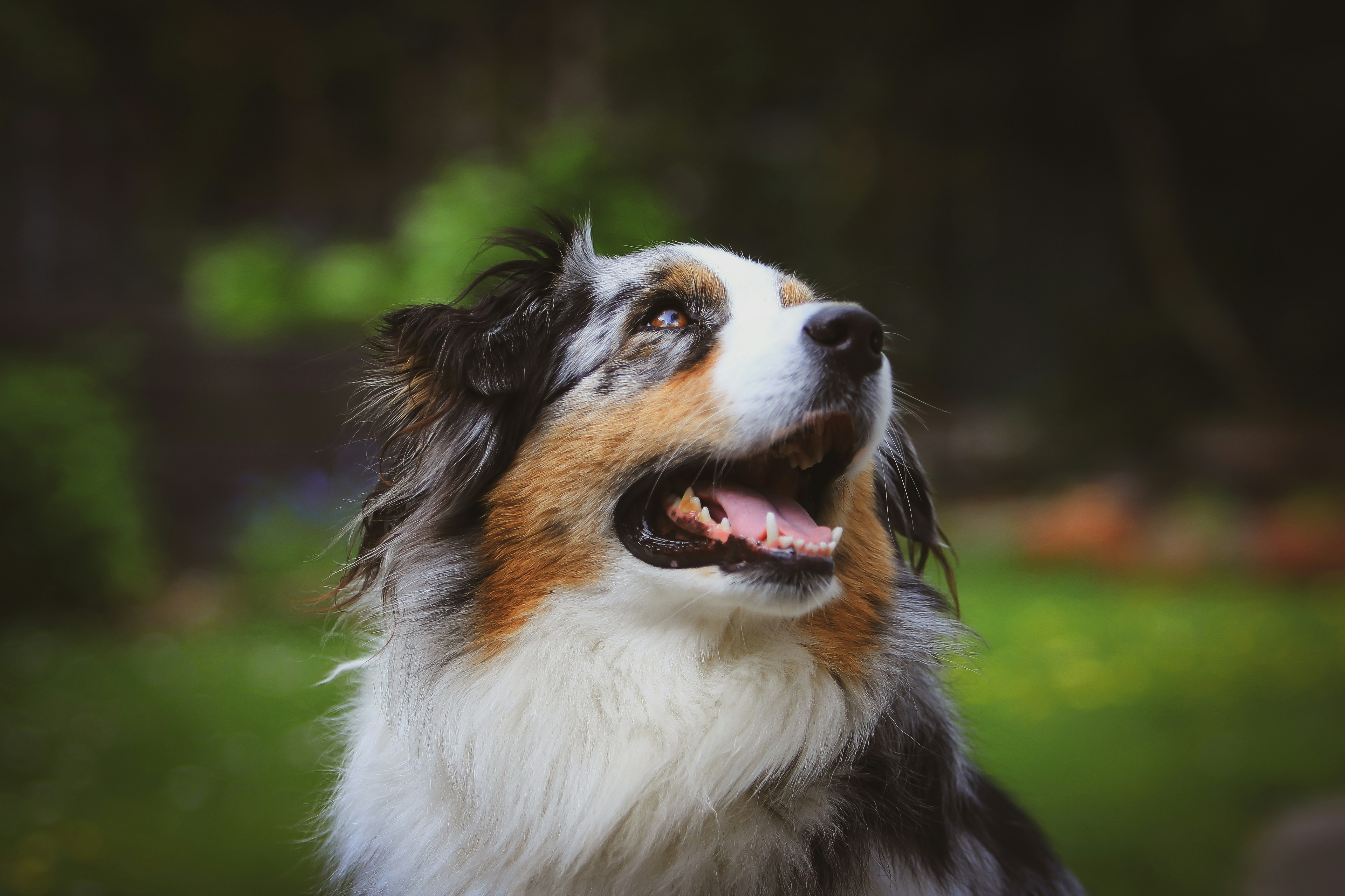 Australian Shepherd looking up attentively against dark woodland background